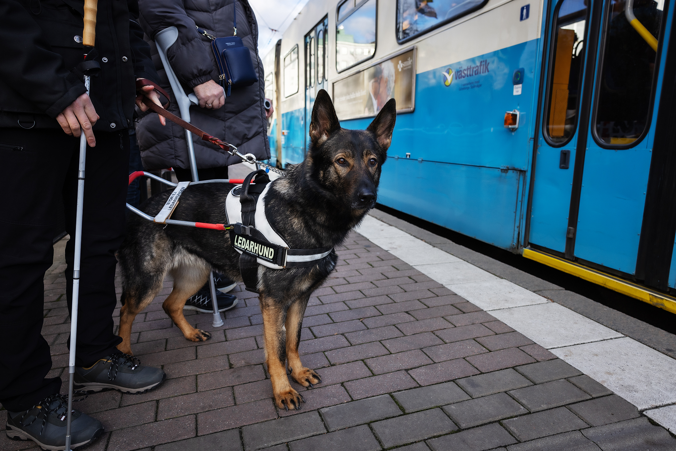Ledarhund vid spårvagnshållplats